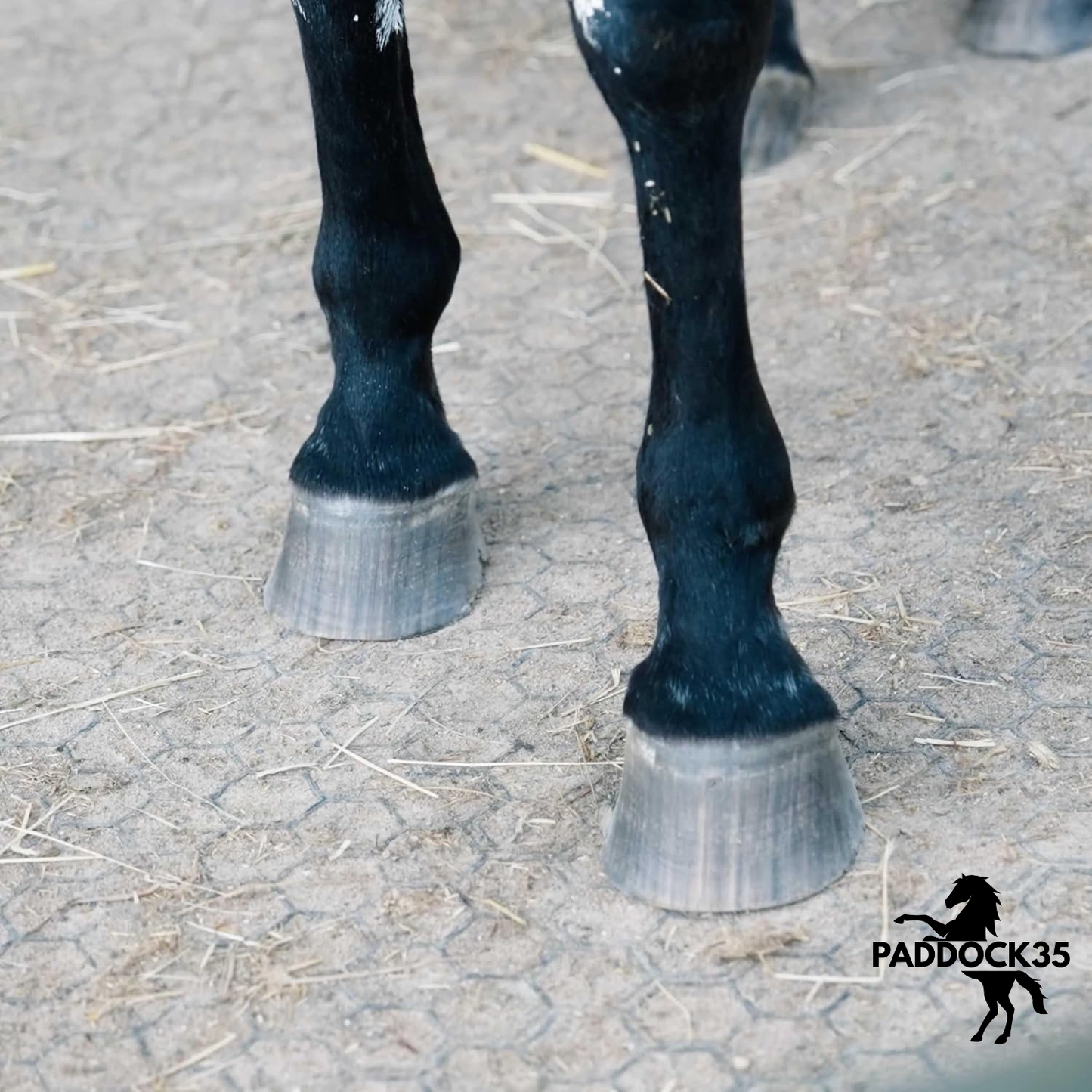 Paddock-System35 EASY-CLICK